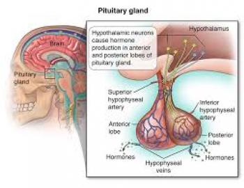 Secretory Pituitary Tumour
