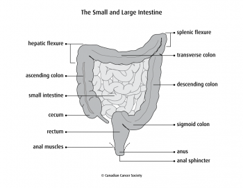 Small and Large Bowel Disease