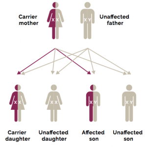 Muscular dystrophy, DMD gene testing