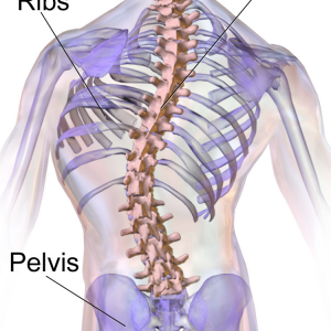 Reconstructive Surgery for Spinal Disorders-RMI