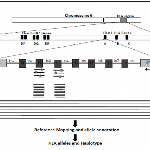 Genetics based HLA typing-RMI