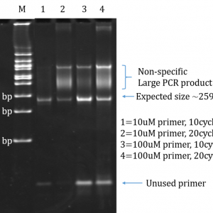 PCR products sequencing (>300bp)