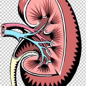 Acute and chronic kidney disease-treatment-at-RMI