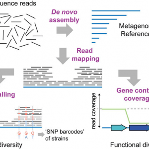 Micro biome Shotgun sequencing