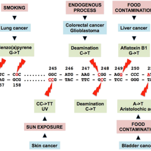 TP53 gene testing-RMI