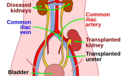 Nephrology procedures renal biopsy