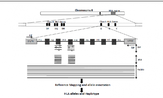 Genetics based HLA typing