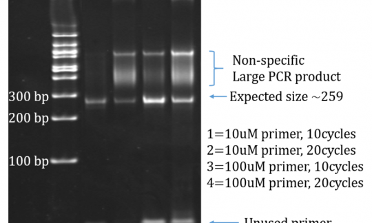 PCR products sequencing (>300bp)