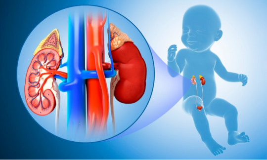 Paediatric Urology