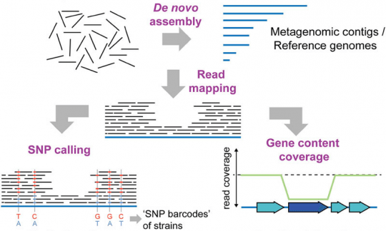 Micro biome Shotgun sequencing